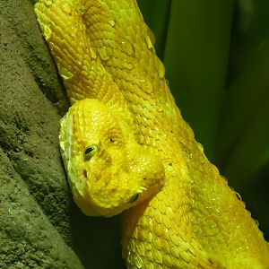 Eyelash viper : Cotswold WP : 02 Aug 2024