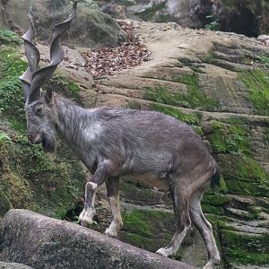 Tadjik Markhor (Capra falconeri heptneri)