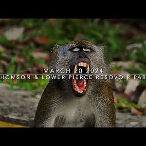 Thomson & Lower Pierce Reservoir Park | Birding & Wildlife Watching [Video Taken March 20 2024]