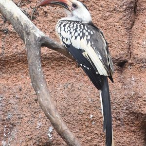 Northern Red-billed Hornbill (Tockus erythrorhynchus)