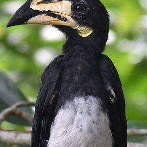West African Pied Hornbill (Lophoceros semifasciatus)
