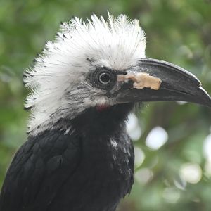 Western Long-tailed Hornbill (Horizocerus albocristatus)
