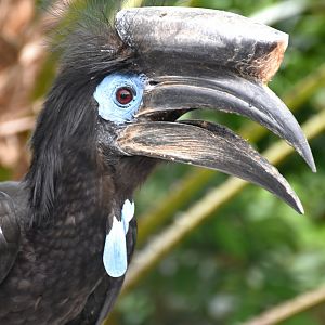 Black-casqued Hornbill (Ceratogymna atrata)