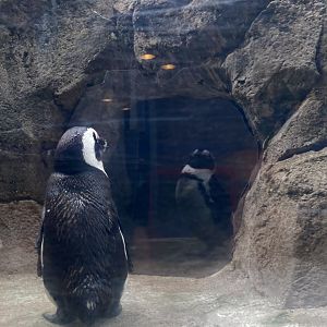 "Oh my, I have turned into a penguin!" (8/8/24)