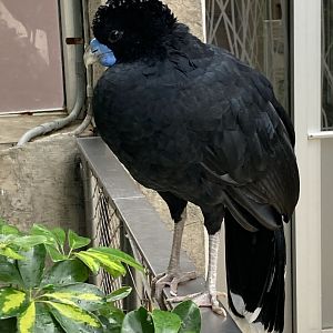 Albert the Blue-Billed Curassow (8/8/24)