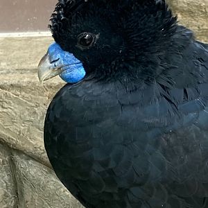Albert the Blue-Billed Curassow