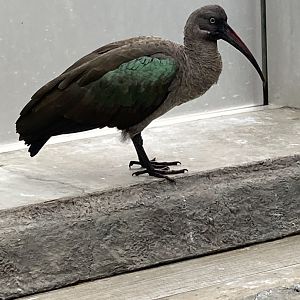 Hadada Ibis (8/8/24)