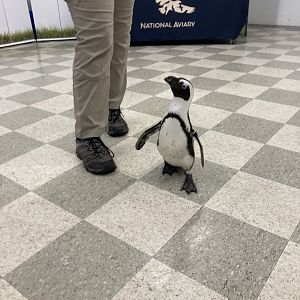Tribby the Penguin (8/8/24)