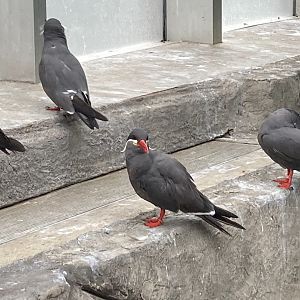 Inca Terns (8/8/24)