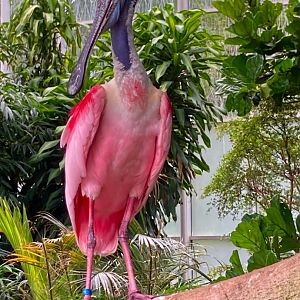 Roseate Spoonbill (8/8/24)