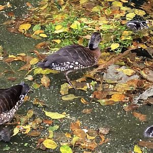 Teeny Lil Spotted Whistling Ducklings (8/8/24)