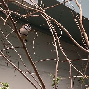 Owl Finch giving the stink eye (8/8/24)