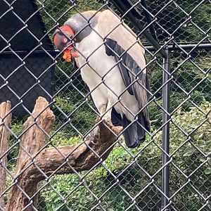 King Vulture (8/8/24)