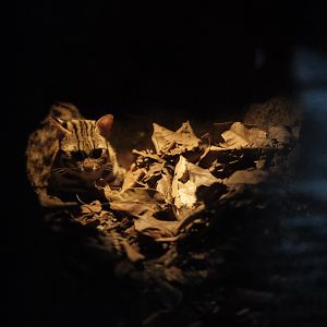 Leopard Cat (Prionailurus bengalensi)