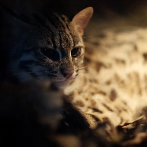 Leopard Cat (Prionailurus bengalensi)