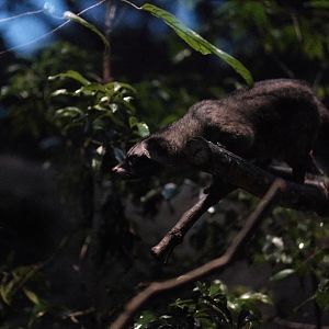 Common Palm Civet (Paradoxurus musangus)