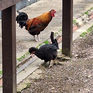 Chicken Breed ID - Dudley Zoo