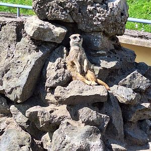 Meerkat
