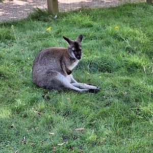 Red-necked Wallaby