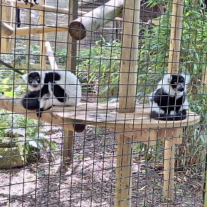 Black and White Ruffed Lemurs