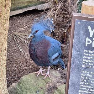Victoria Crowned Pigeon