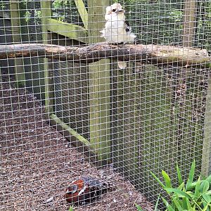 Laughing Kookaburra and Elliot's Pheasant