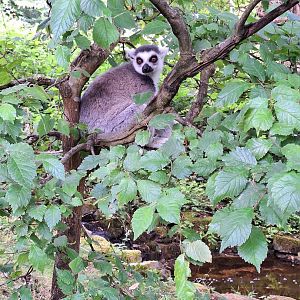 Ring-tailed Lemur