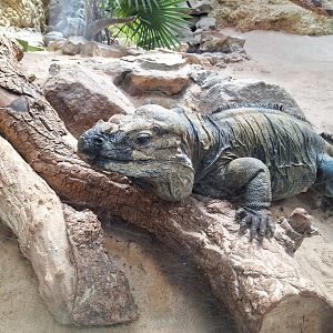 Rhinoceros Iguana
