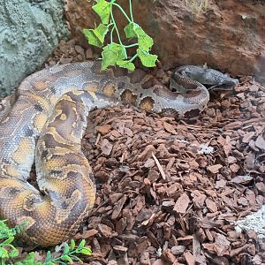 Bornean Blood Python