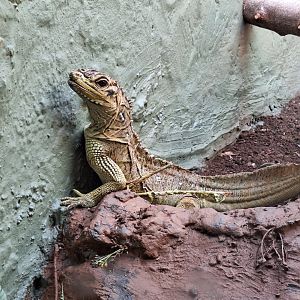 Sailfin Lizard