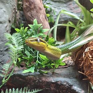 Red-tailed Green Rat Snake
