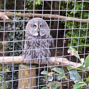 Great Grey Owl