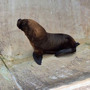 Sea Lion