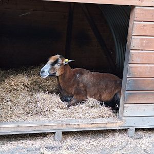 Cameroon Sheep
