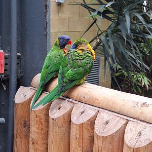 Lorikeets