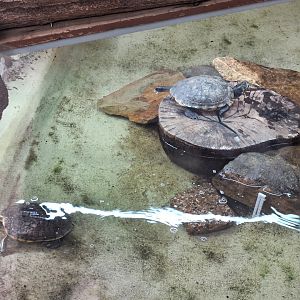Red-eared Terrapins