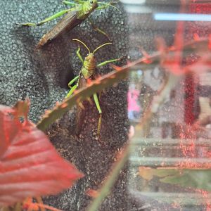 Giant Grasshoppers