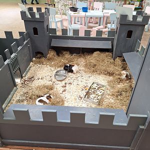 Guinea Pig Castle