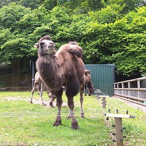 Bactrian Camel