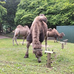 Bactrian Camel