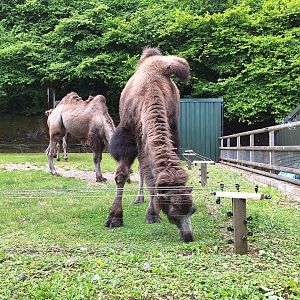 Bactrian Camel