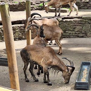 Barbary Sheep