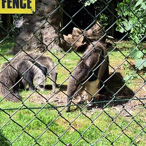 Giant Anteaters
