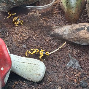 Yellow-banded Poison Dart Frogs