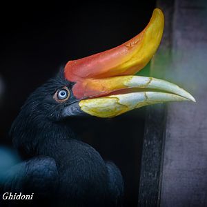 Rhinocheros hornbill