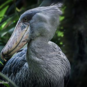 Shoebill