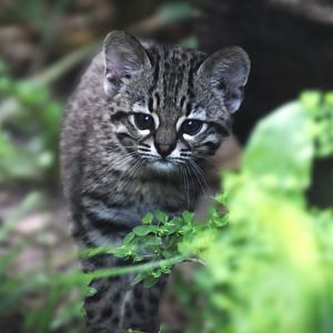 Geoffroy's cat kitten