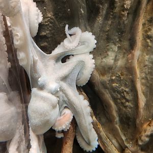 Florida Oceanographic Center - Caribbean Reef Octopus