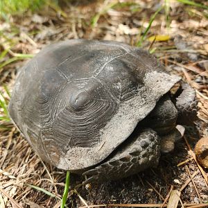 Gopher Tortoise
