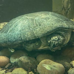 South American river turtle : Crocodiles of the World : 28 Jul 2024